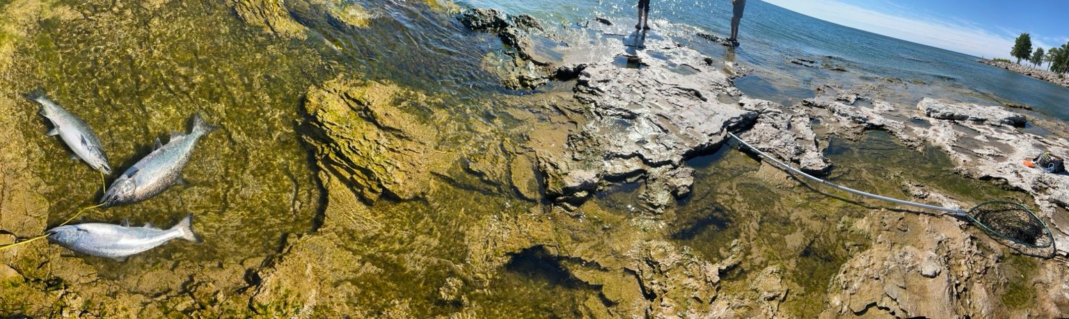Fish, feathers and layered shoreline stone at the edge of Lake Michigan.