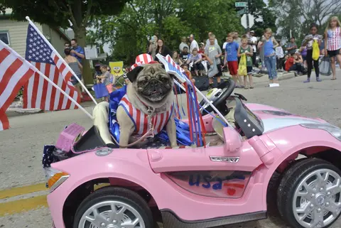 A pug in stars-and-stripes rides shotgun in a pink kiddie convertible. The crowd approves.