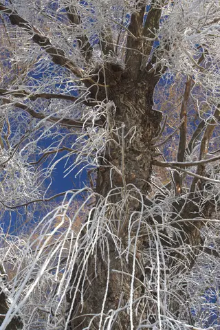 Every branch sheathed in ice against a blue sky.